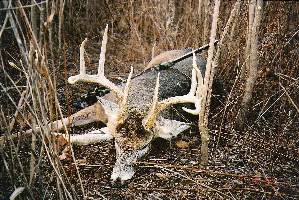 Nice Photo Of Huge Buck Down