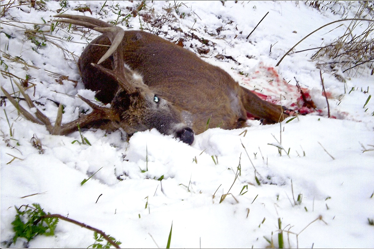 Big Buck down On The Snow At camp
