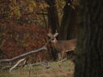 Let Baby Bucks Grow