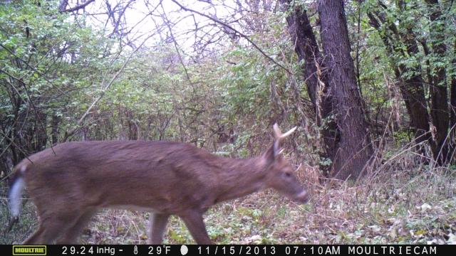 Small Buck On The Move