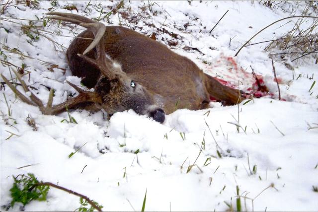 Big Whitetail Buck in Snow