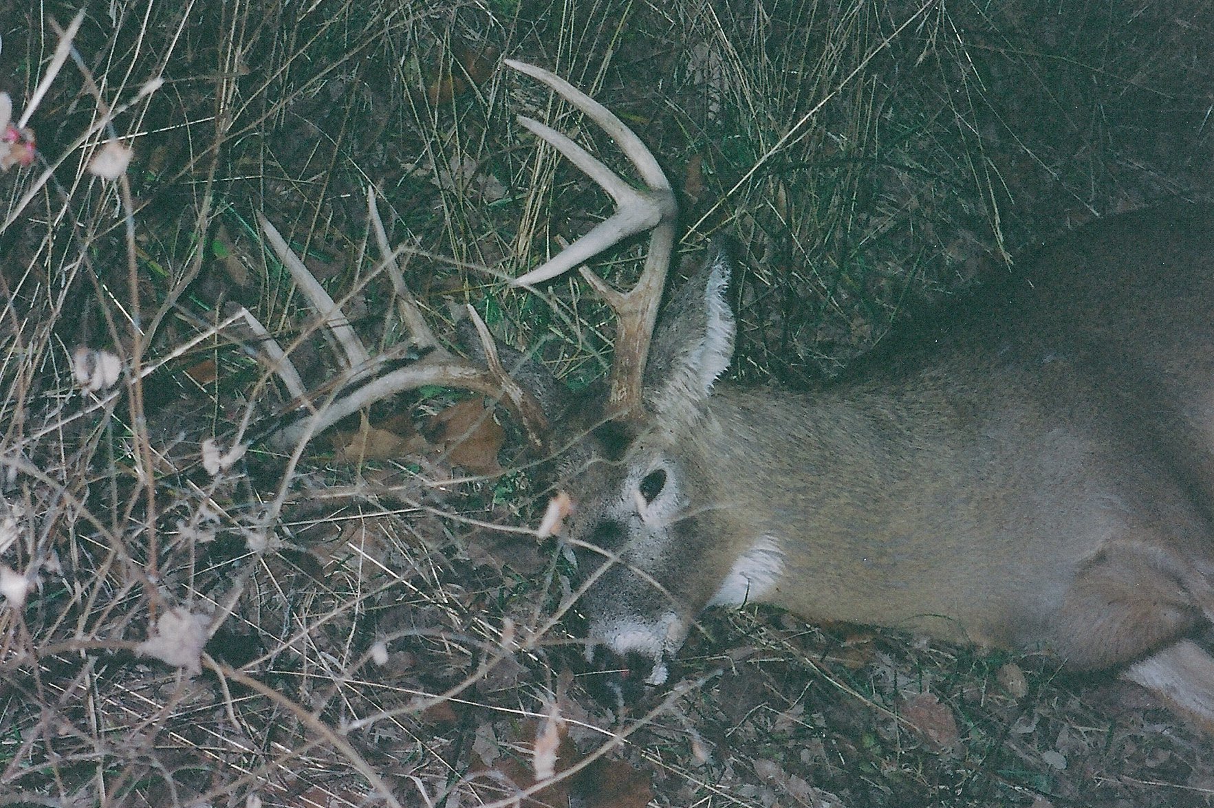 Another Good Buck Down