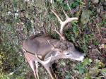 Big Wide Buck Down!