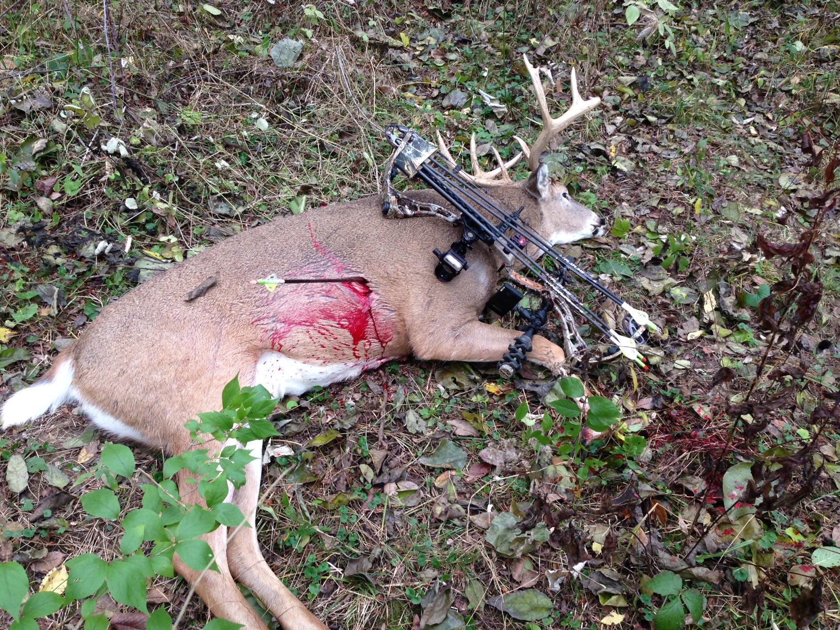 SWEET SPOT, PERFECT SHOT, BOILER ROOM "DEAD BUCK"