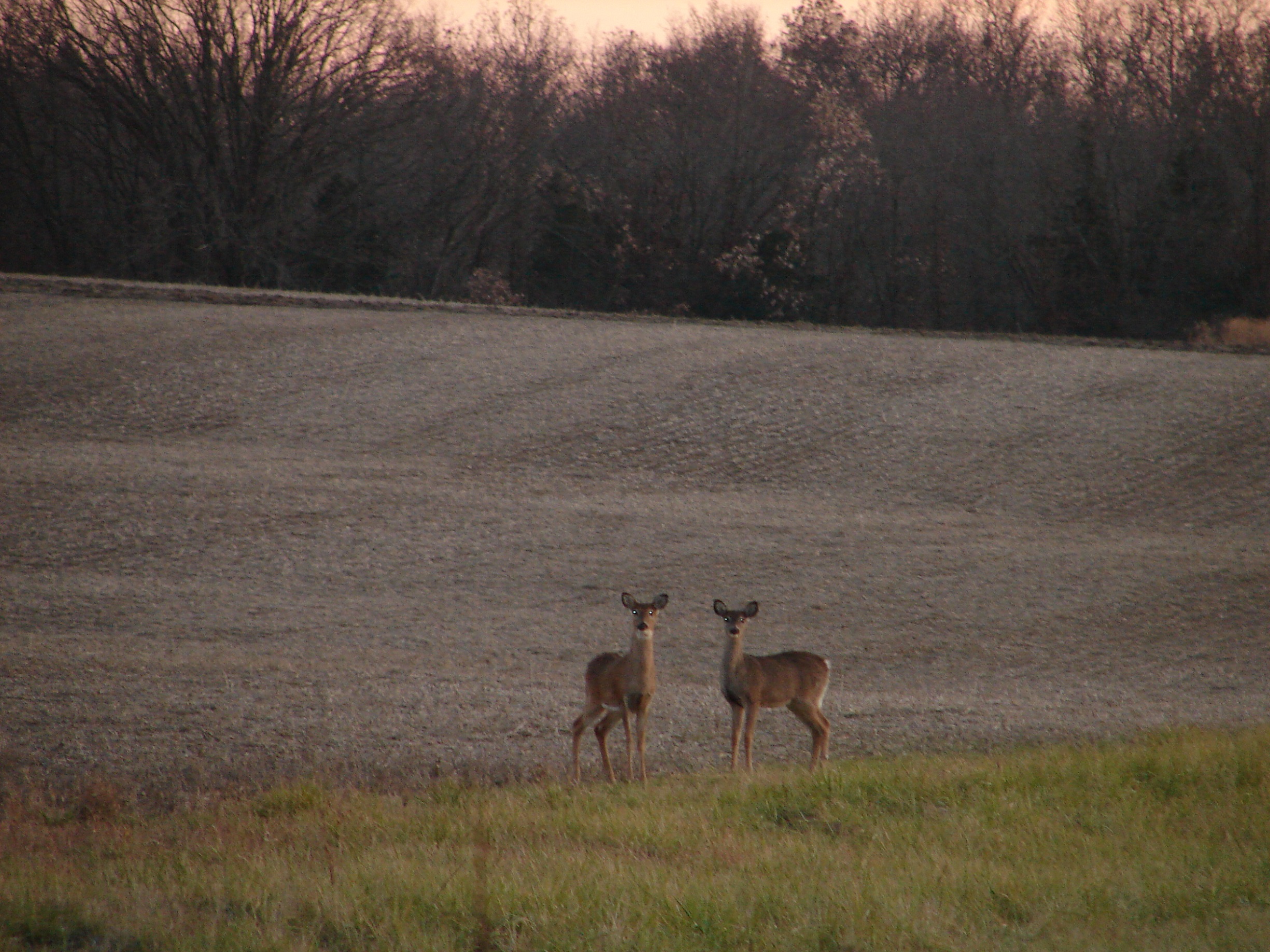 Doe Harvest Encouraged