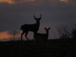 AWESOME MR. BUCK & HIS SWEET LITTLE DOE