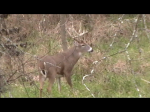 MONSTER BUCK