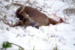 Big Buck down On The Snow At camp