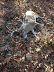 Hunter Grab Photo OF His Buck