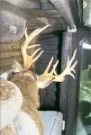 200 Inch Buck Loaded & Ready To Roll