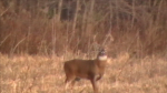 NICE BUCK IN THE FIELD EARLY