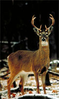 WhiteTail